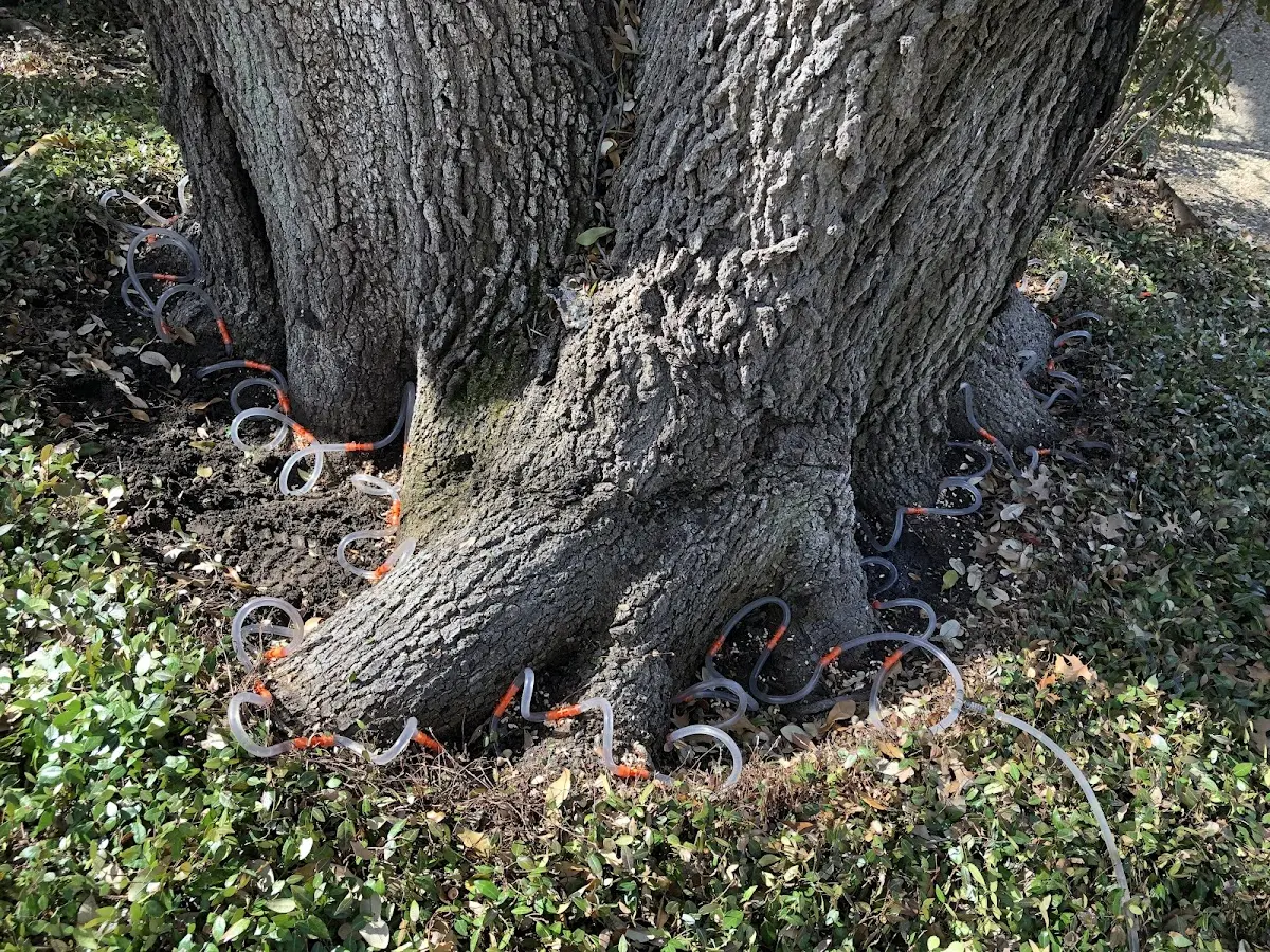Detailed Tree Cabling and Bracing job site in Mineral Bluff