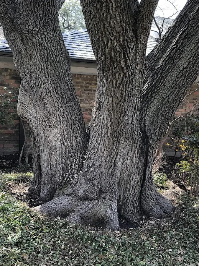 Mature heritage tree close to a Mineral Bluff property cared for by certified arborists